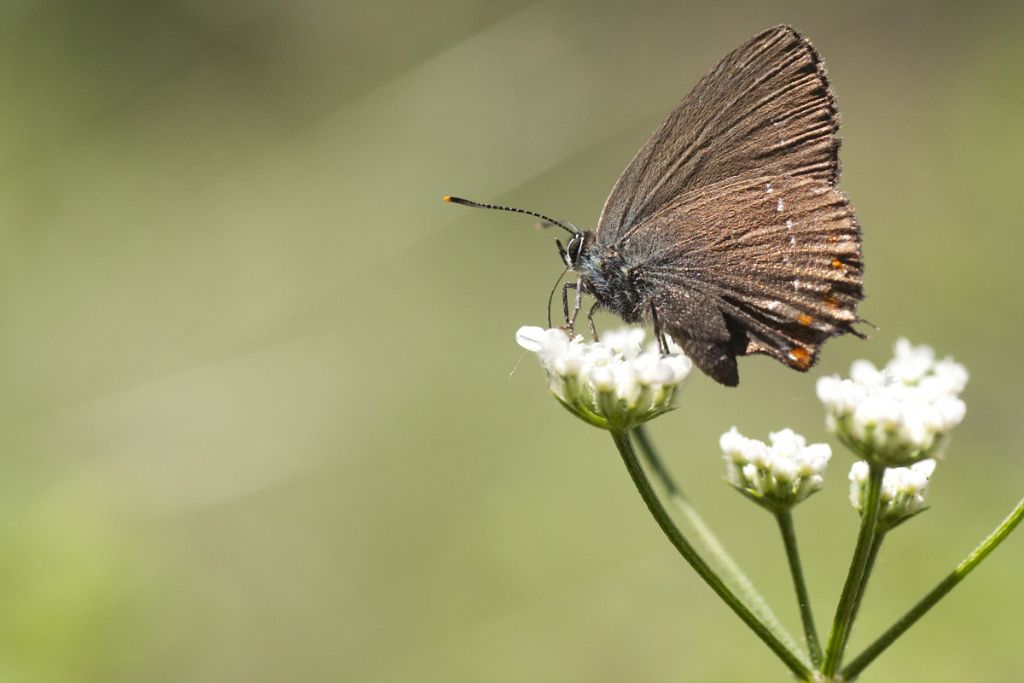 satyrium quale specie?
